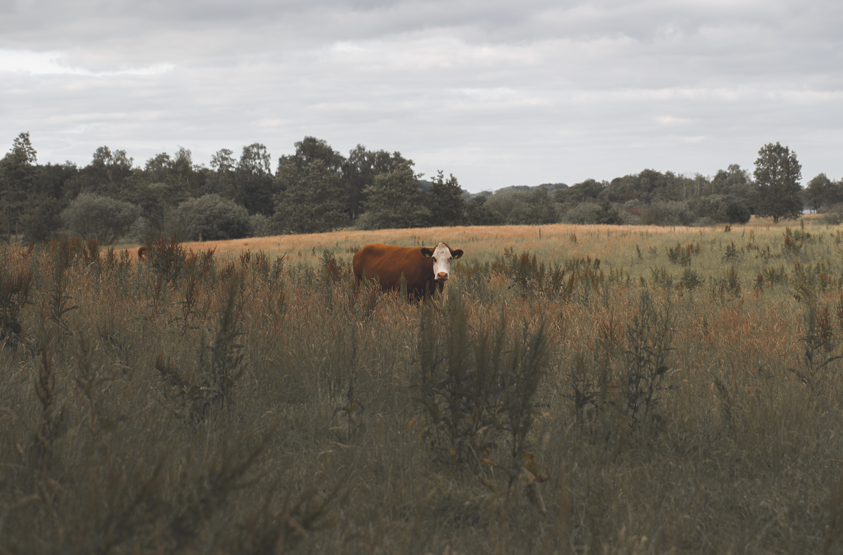 Denmark